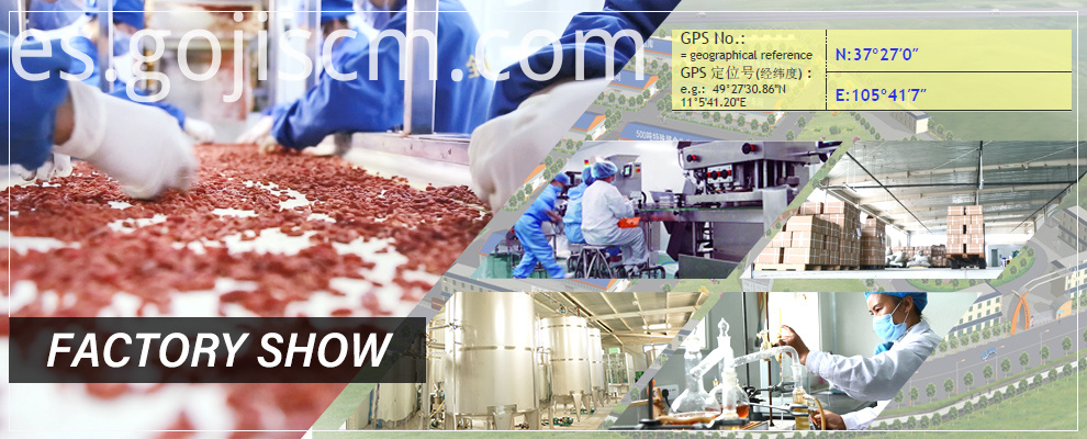 Certificado de la UE Seca el espectáculo de la fábrica de Goji Berry EU Certificate Dried Goji Berry factory show